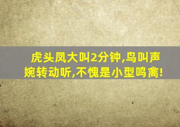 虎头凤大叫2分钟,鸟叫声婉转动听,不愧是小型鸣禽!